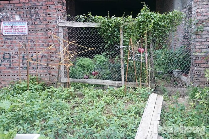 Người dân Thủ đô trồng rau trên biệt thự tiền tỷ bỏ hoang - ảnh 4