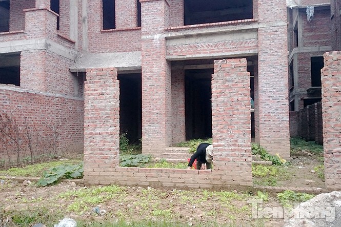 Người dân Thủ đô trồng rau trên biệt thự tiền tỷ bỏ hoang - ảnh 5
