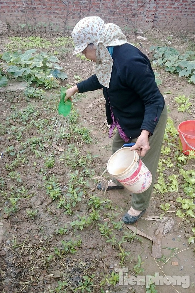 Người dân Thủ đô trồng rau trên biệt thự tiền tỷ bỏ hoang - ảnh 10