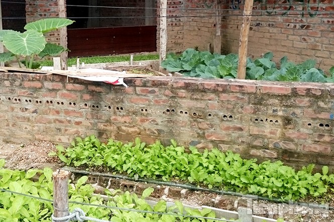 Người dân Thủ đô trồng rau trên biệt thự tiền tỷ bỏ hoang - ảnh 1
