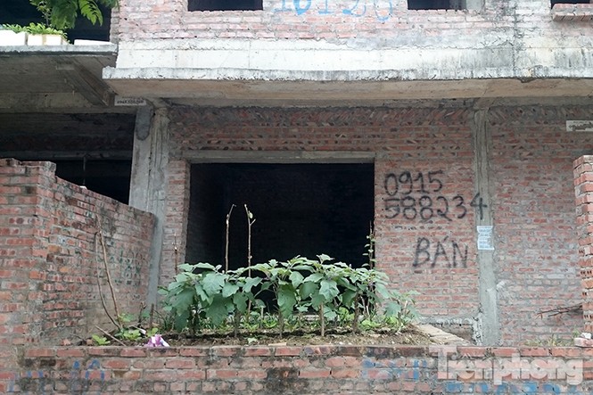 Người dân Thủ đô trồng rau trên biệt thự tiền tỷ bỏ hoang - ảnh 9