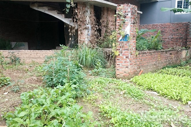 Người dân Thủ đô trồng rau trên biệt thự tiền tỷ bỏ hoang - ảnh 3