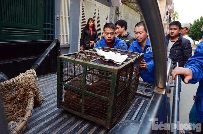Hà Nội: Bắn thuốc mê bắt khỉ mặt đỏ náo loạn khu dân cư - ảnh 14