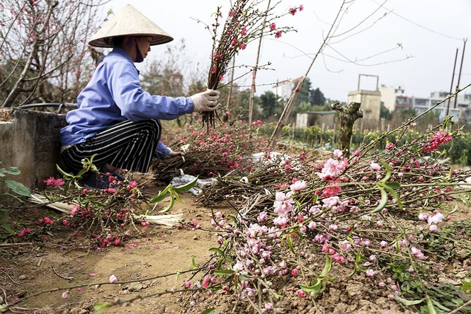 Đào Nhật Tân tấp nập ra chợ trước ngày Rằm tháng Giêng - ảnh 4