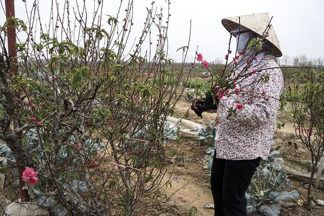 Đào Nhật Tân tấp nập ra chợ trước ngày Rằm tháng Giêng - ảnh 3