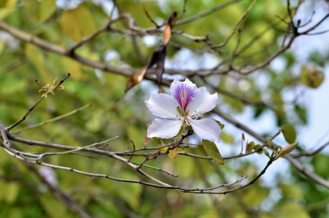 Hoa ban Tây Bắc đẹp nao lòng giữa Thủ đô - ảnh 11