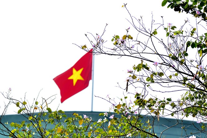Hoa ban Tây Bắc đẹp nao lòng giữa Thủ đô - ảnh 14
