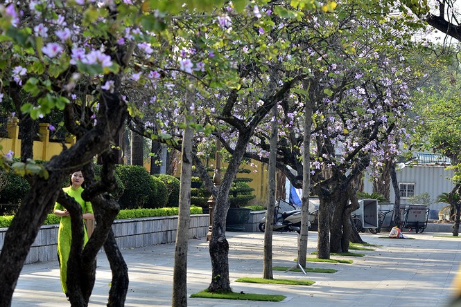 Hoa ban Tây Bắc đẹp nao lòng giữa Thủ đô - ảnh 4