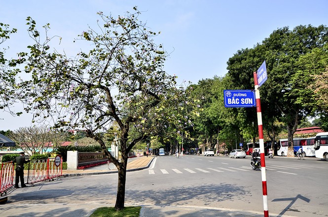 Hoa ban Tây Bắc đẹp nao lòng giữa Thủ đô - ảnh 5