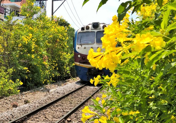 Hai bên đường tàu ngập tràn sắc hoa ở TPHCM gây 'sốt' - ảnh 11