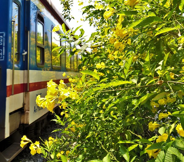 Hai bên đường tàu ngập tràn sắc hoa ở TPHCM gây 'sốt' - ảnh 12