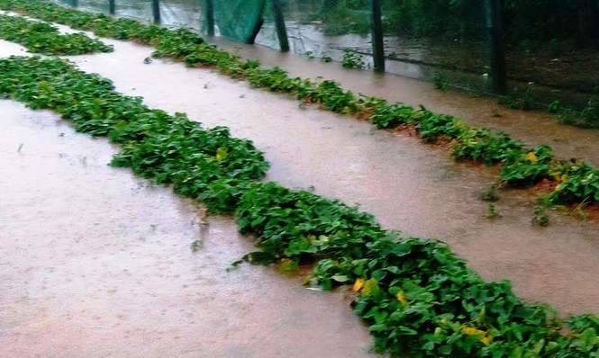 Người chết, hàng nghìn nhà dân ngập do mưa lũ ở Huế - ảnh 2