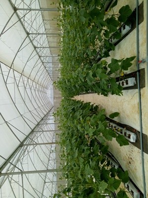 Nông nghiệp sạch,Agribank - ảnh 3