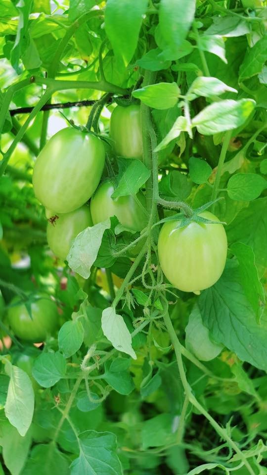 Lý Nhã Kỳ khoe vườn dâu tây, rau sạch ở Đà Lạt khiến fan ngây ngất - ảnh 12