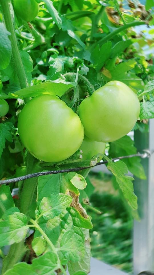 Lý Nhã Kỳ khoe vườn dâu tây, rau sạch ở Đà Lạt khiến fan ngây ngất - ảnh 11