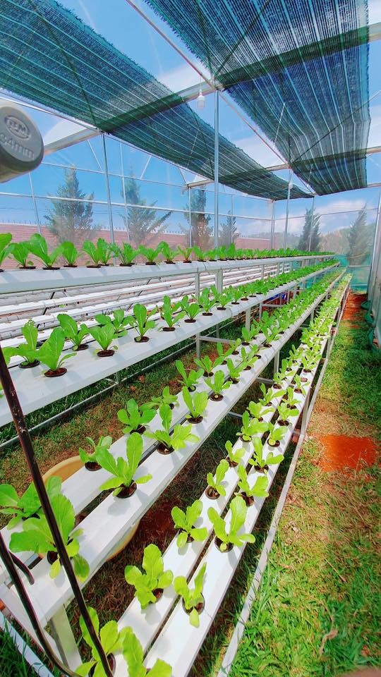 Lý Nhã Kỳ khoe vườn dâu tây, rau sạch ở Đà Lạt khiến fan ngây ngất - ảnh 15