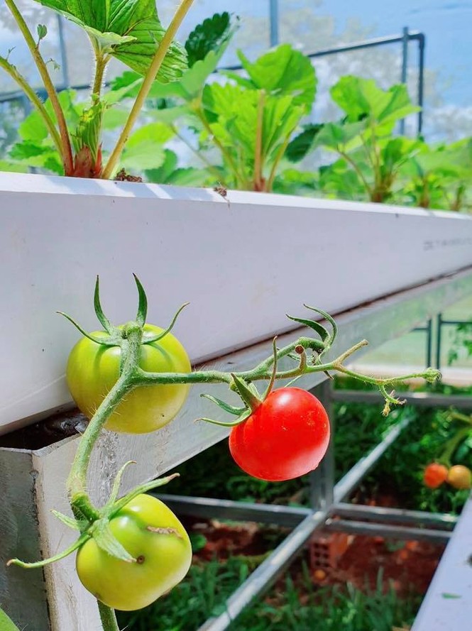 Lý Nhã Kỳ khoe vườn dâu tây, rau sạch ở Đà Lạt khiến fan ngây ngất - ảnh 10