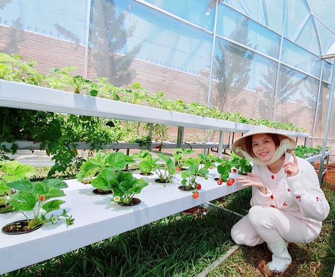 Lý Nhã Kỳ khoe vườn dâu tây, rau sạch ở Đà Lạt khiến fan ngây ngất - ảnh 2