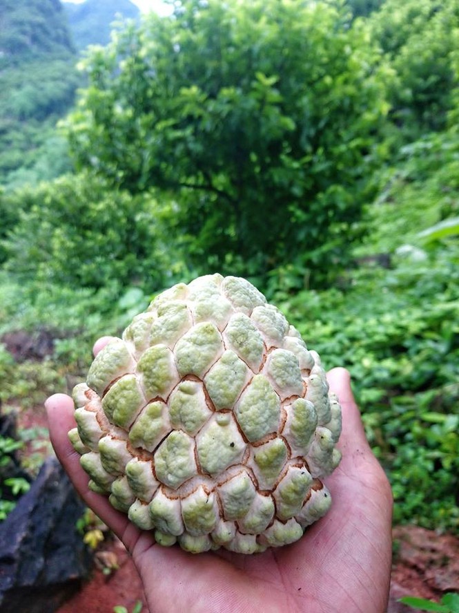 Lễ hội na Chi Lăng - ảnh 1
