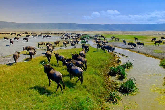 Ngộp thở trước vẻ đẹp hoang dã ở miệng núi lửa Ngorongoro - ảnh 12