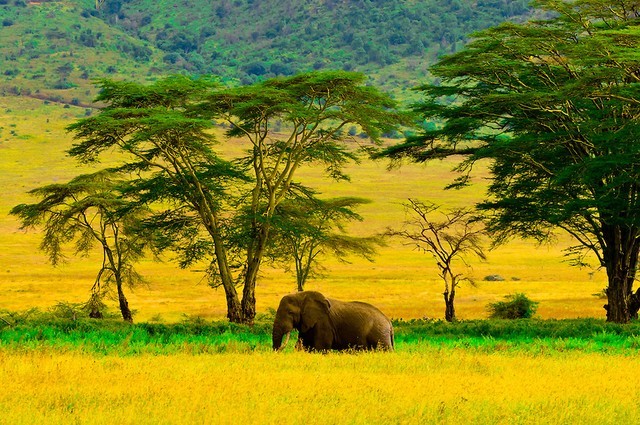Ngộp thở trước vẻ đẹp hoang dã ở miệng núi lửa Ngorongoro - ảnh 9