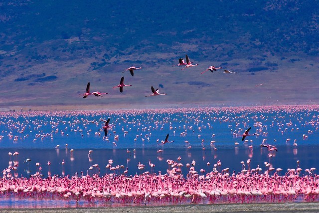 Ngộp thở trước vẻ đẹp hoang dã ở miệng núi lửa Ngorongoro - ảnh 10