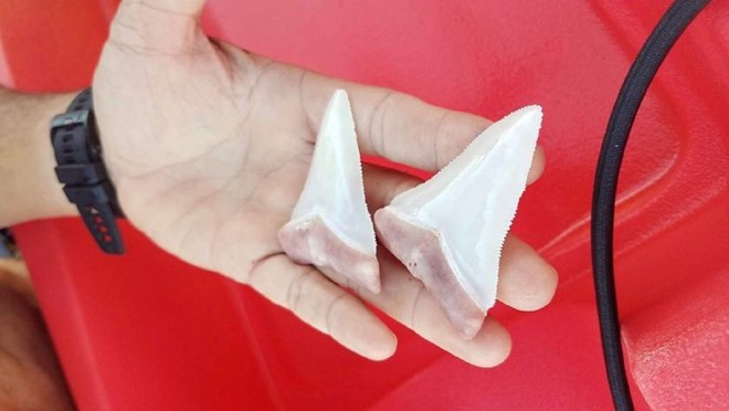 Cá mập trắng 6 mét gãy răng vì cắn thuyền kayak của thợ lặn - ảnh 1