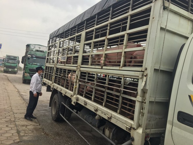 Diễn biến phức tạp khó lường dịch tả lợn Châu Phi tại Nghệ An - ảnh 1