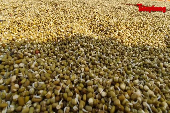 Tiểu thương chợ Vinh ngấn lệ nhìn hàng hóa bị lũ nhấn chìm - ảnh 4