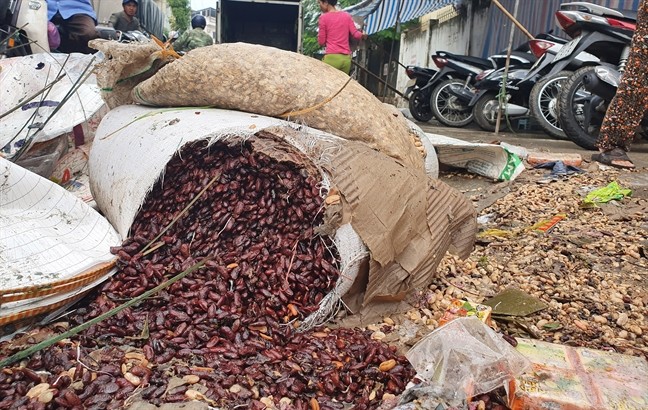 Tiểu thương chợ Vinh ngấn lệ nhìn hàng hóa bị lũ nhấn chìm - ảnh 2