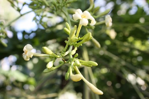 Bài thuốc, món ăn trị viêm phế quản cấp tính - ảnh 1