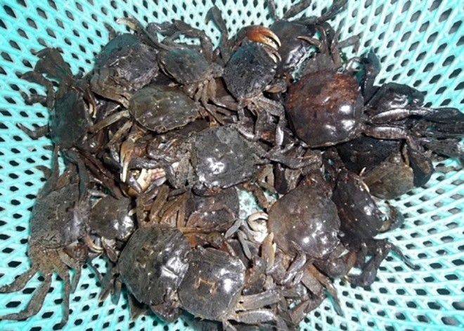 Đo lượng canxi trong tôm cua ốc - ảnh 1