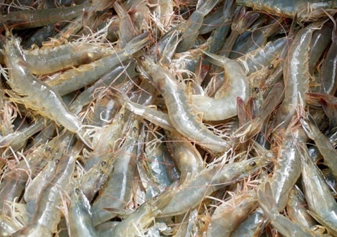 Đo lượng canxi trong tôm cua ốc - ảnh 6
