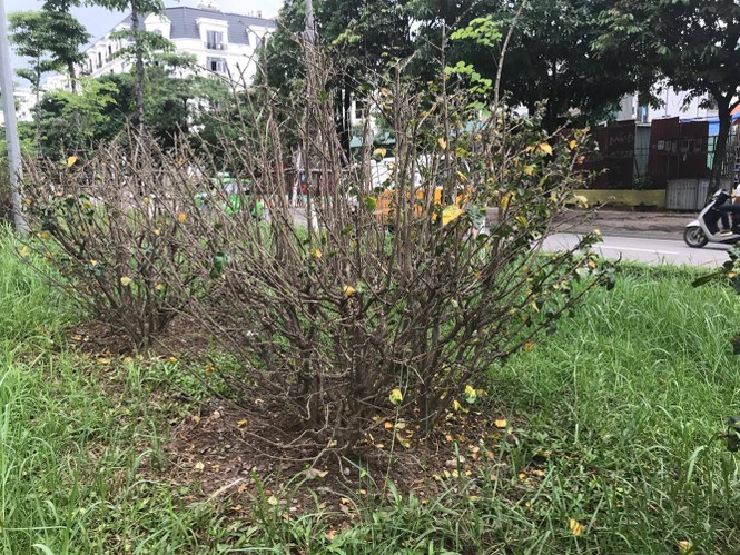 cây xanh, cắt cỏ. hà nội, vườn hoang - ảnh 15