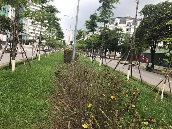 cây xanh, cắt cỏ. hà nội, vườn hoang - ảnh 13