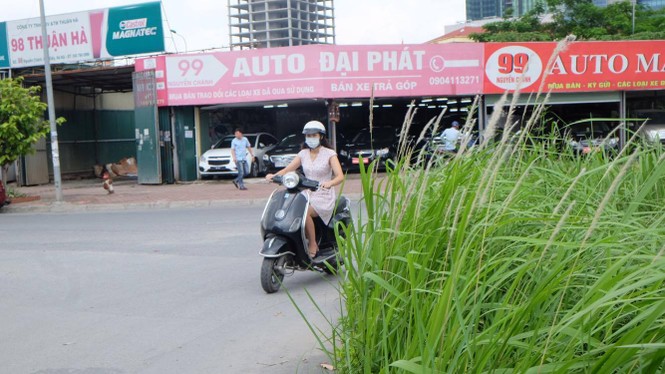 cây xanh, cắt cỏ. hà nội, vườn hoang - ảnh 5