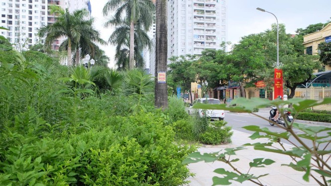 cây xanh, cắt cỏ. hà nội, vườn hoang - ảnh 6