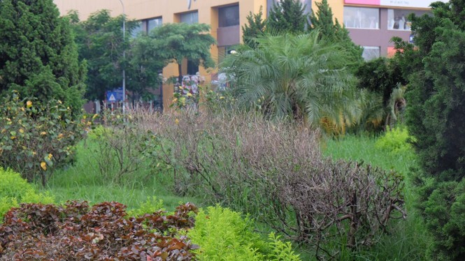 cây xanh, cắt cỏ. hà nội, vườn hoang - ảnh 11