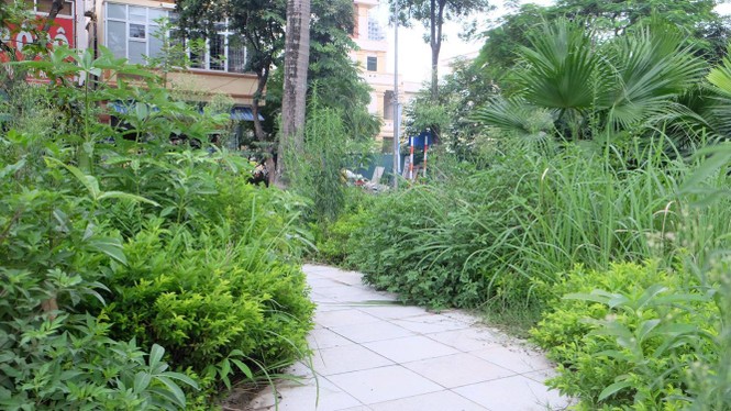 cây xanh, cắt cỏ. hà nội, vườn hoang - ảnh 8