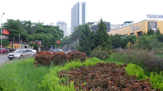 cây xanh, cắt cỏ. hà nội, vườn hoang - ảnh 10