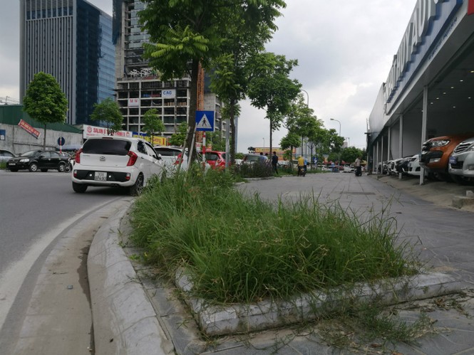 cây xanh, cắt cỏ. hà nội, vườn hoang - ảnh 16