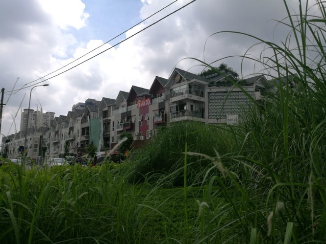 cây xanh, cắt cỏ. hà nội, vườn hoang - ảnh 4