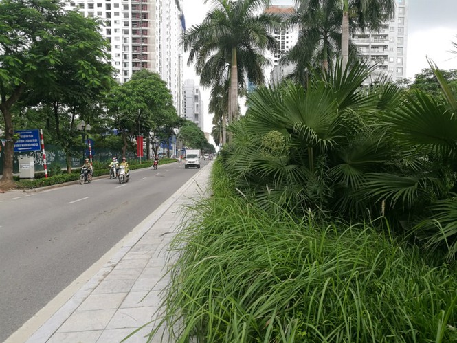 cây xanh, cắt cỏ. hà nội, vườn hoang - ảnh 14