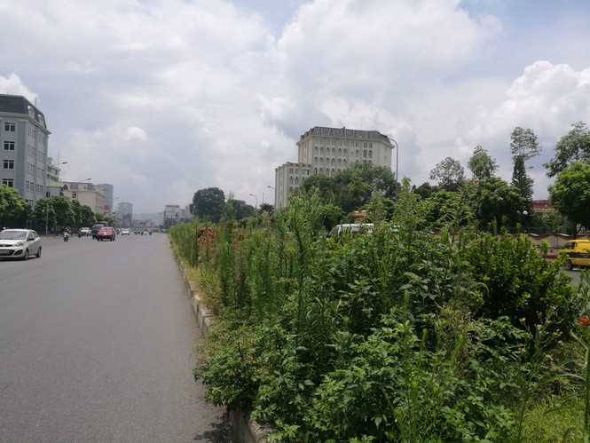 cây xanh, cắt cỏ. hà nội, vườn hoang - ảnh 2