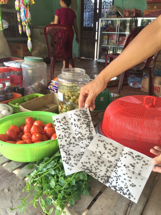 ruồi tặc, bãi rác nam sơn, nam sơn, sóc sơn - ảnh 2