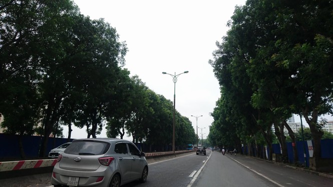 cây xà cừ, chặt hạ, di chuyển, phạm văn đồng, vành đai 3 - ảnh 2