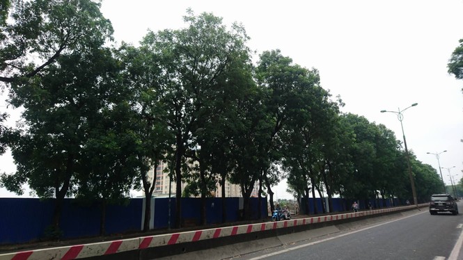 cây xà cừ, chặt hạ, di chuyển, phạm văn đồng, vành đai 3 - ảnh 3