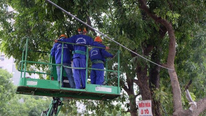 cây xanh, 1.300 cây, chặt cây, phạm văn đồng, đường vành đai 3 - ảnh 5