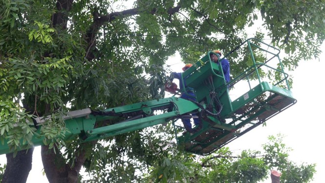 cây xanh, 1.300 cây, chặt cây, phạm văn đồng, đường vành đai 3 - ảnh 4