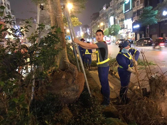 cây phượng, 1 triệu cây xanh, công ty cây xanh, hà nội, 4 mùa hoa, nhổ cây - ảnh 9